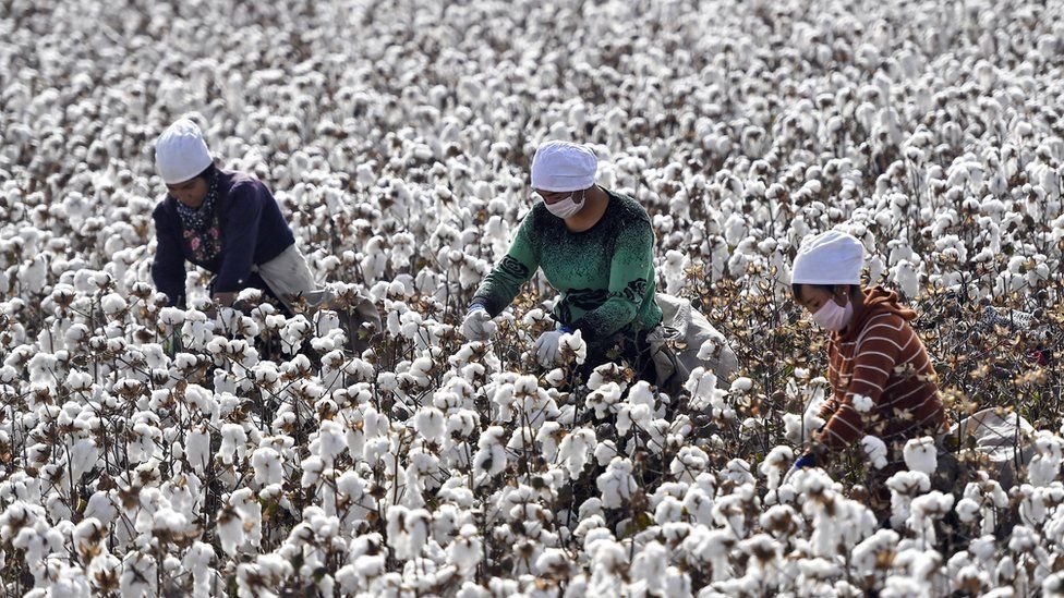 Sustainable fashion and perspectives from the story of cotton growers in Xinjiang 2