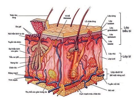 6 exercises to get rid of cellulite in just 2 weeks 0